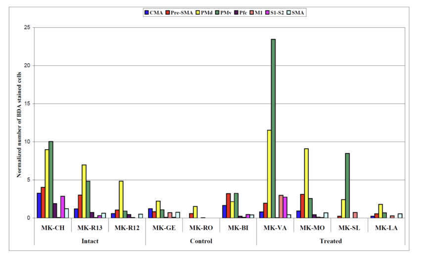 Figure 10: Based on reconstructions of histological sections of monkeys’ brain (hemisphere opposite the unilateral BDA injection in PM see 89 their Figs. 3, 4 and 5), the histograms show the distribution of BDA retrogradely labelled neurons across cortical areas from which the callosal projections to the injected PM originate. In the 2 subgroups with M1 lesion (“control” and “treated”), BDA was injected in the ipsilesional PM. Redrawn from 89 lesioned monkeys and extended here to intact monkeys.