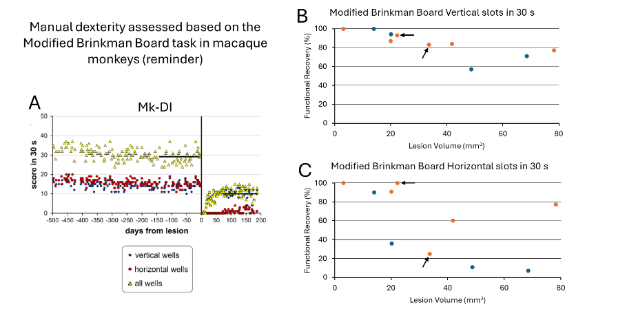 B and C: Summary of previously published percentages of functional recovery for the 10 monkeys, derived from the modified Brinkman Board, separately for the vertical and horizontal slots. Blue symbols are for the control monkeys (no treatment), brown symbols for the treated monkeys. The 2 arrows point to the 2 ANCE-treated monkeys.