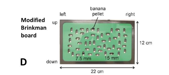 D: For comparison, view of our standard visually guided “modified Brinkman Board” with 50 slots, as reported earlier e.g. 28,55,56,58-60,62-64,68,69,74.