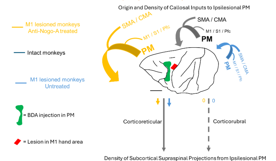 Figure 8: Behavioral data derived from the “Brinkman Box without vision task” for all monkeys (n=10), including the 2 relevant parameters of Figures 6 and 7, and combined with the “modified Brinkman Board” task data (see also Table 1). The 2 dashed curves are tendency curves given by a power function (y=a*xb), with the corresponding coefficient of determination (R2). Same conventions as in Figures 3 and 7.