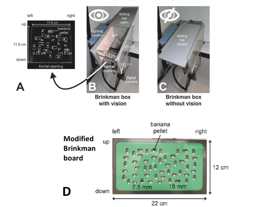 A: Inside bottom of the “Brinkman Box”, showing the 20 oval slots (10 vertical and 10 horizontal) containing the pellets to be retrieved by the monkey.
