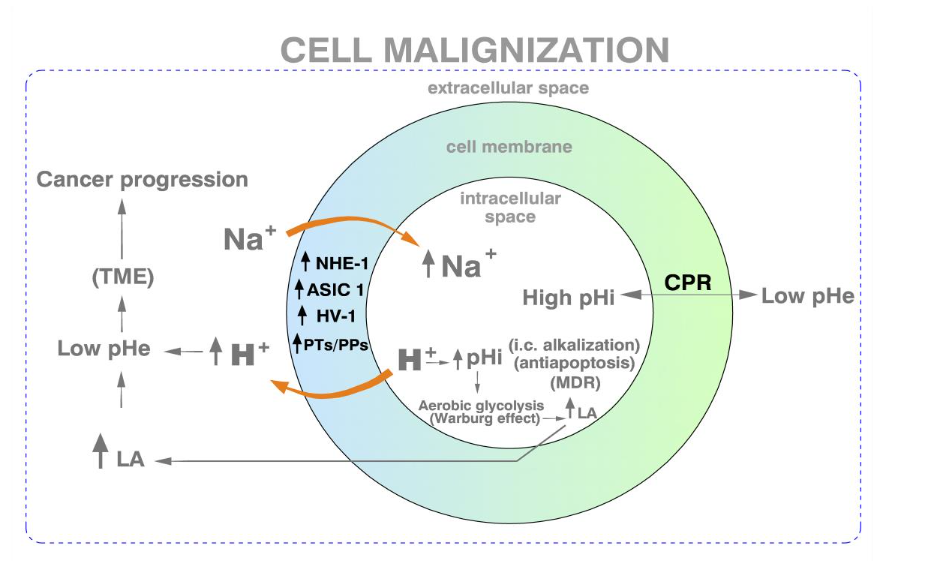 Figure 1. pH-Dependent Interaction Between Ionic Transporters of the Cell in Malignization, Intracellular Alkalization, Tumor Extracellular Acidification (TME), Aerobic Glycolysis and the Warburg Effect.