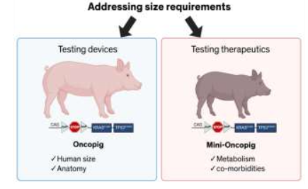 Figure 3: Models Available Based on Size and Phenotypic Requirements