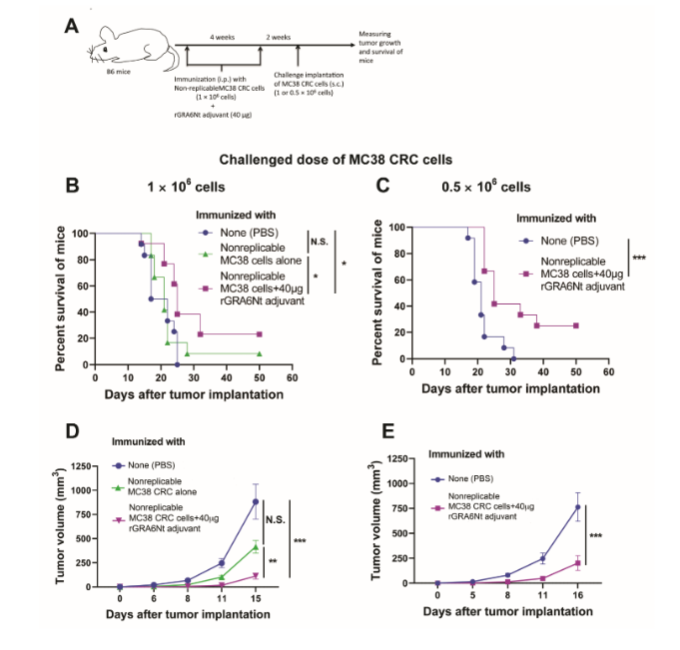 Figure 2. Survival rates of mice with and without immunization with nonreplicable MC38 CRC cells plus rGRA6Nt protein adjuvant after a challenge implantation of replication-capable tumor cells of the identical CRC. (A) a schematic figure of the experimental procedure. (B) The survival curves of mice and (D) tumor growth after the challenge implantation of 1 × 10<sup>6</sup> cells of MC38 CRC cells (n=12 or 15 in each group, combined from three independent replicates). (C) The survival curves of mice and (E) tumor growth after the challenge implantation of 0.5 × 10<sup>6</sup> cells of MC38 CRC cells (n=12 in each group, combined from two independent replicates). *P<0.05 and ***P<0.001.