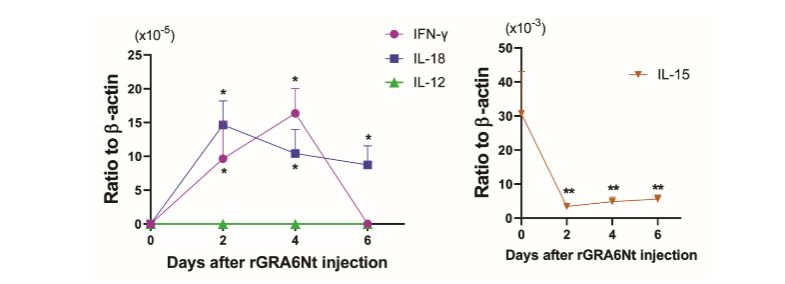 Figure 1. Selective upregulation of mRNA expression for IFN-γ and IL-18, but not for IL-12 and IL-15, by rGRA6Nt protein adjuvant in innate immune cells. SCID mice deficient in both T and B cells were injected intraperitoneally with 40 µg of rGRA6Nt protein adjuvant, and their PECs were harvested at Days 2, 4, and 6 after the injection. mRNA levels for IFN-γ, IL-12, IL-15, and IL-18 were measured by real time RT-PCR (n=4 at each time points). *P<0.05 and P<0.01 when compared to Day 0.