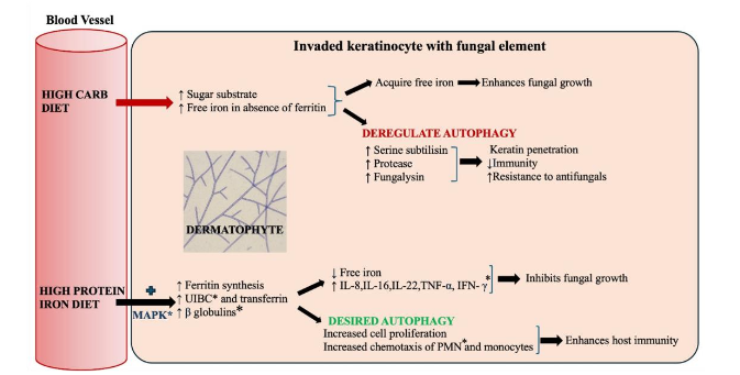 Figure 7: Patho-mechanism of host-agent dynamics