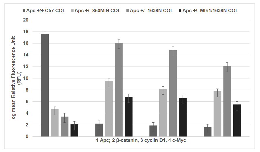 Figure 1: Expression of Apc and Apc target gene products (protein) in C57 COL (control), 850MIN COL and 1638N COL (FAP), and Mlh1/1638N COL (HNPCC) models. Expression status of 1 Apc 2 β-catenin; 3 cyclin D1; and 4 c-Myc is presented for each cell line.