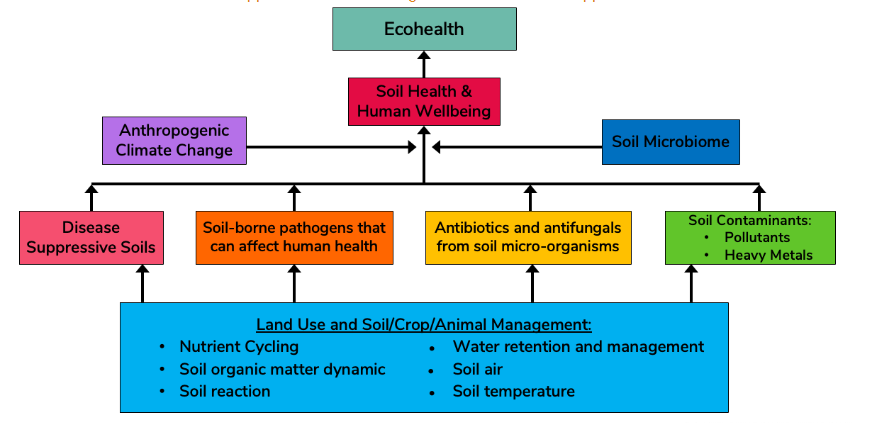 Figure 4. Soil properties and processes which affect soil health and human wellbeing.