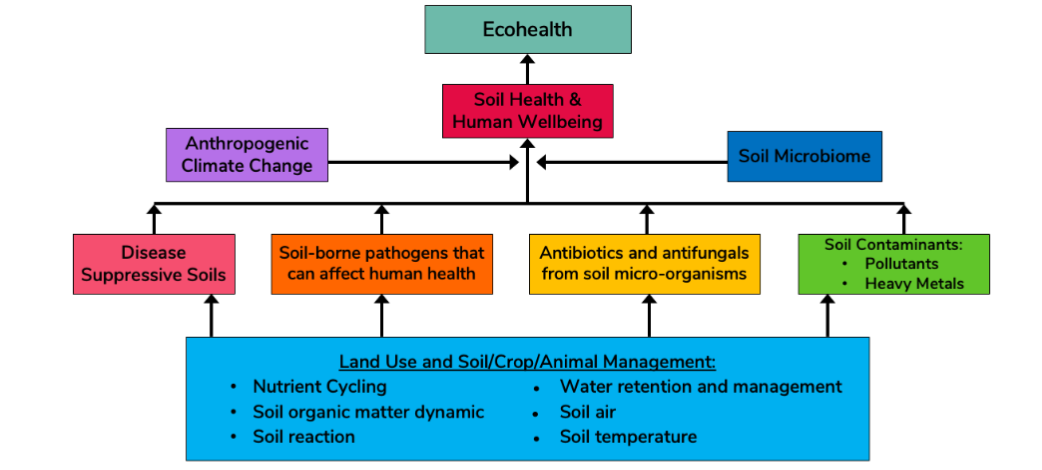 Figure 4. Soil properties and processes which affect soil health and human wellbeing.
