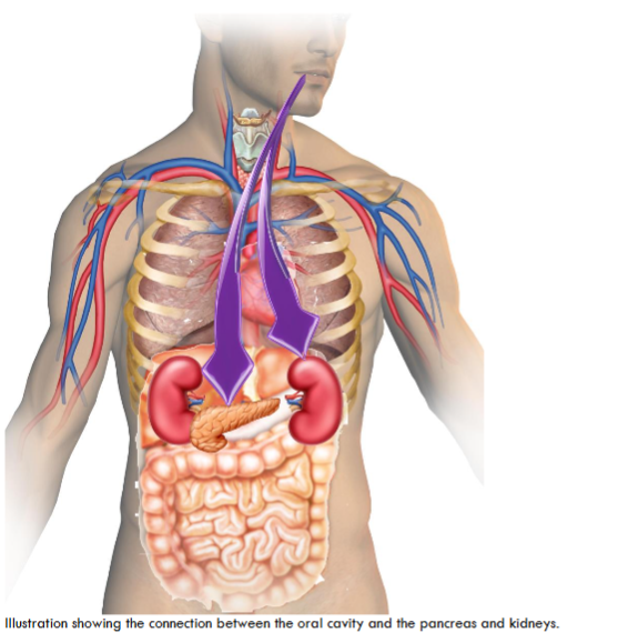 Illustration showing the connection between the oral cavity and the pancreas and kidneys.
