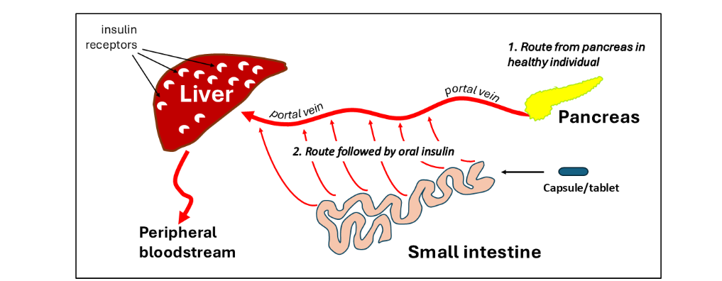 Figure 1: The pancreas and the intestine deliver to the liver via the same route – the portal vein