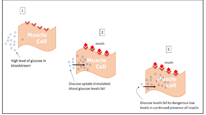 Figure 3: Action of Insulin on Muscle Cells: Potential for Hypoglycaemia