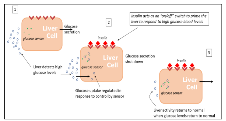 Figure 4: How the Liver Controls Blood Glucose Levels and avoids Hypoglycaemia
