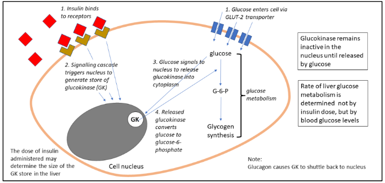 Figure 5: Action of Insulin on Liver Cells: Key Role of Glucokinase