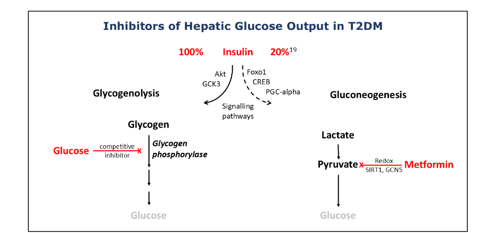 Figure 7: Inhibitors of hepatic glucose output in type 2 diabetes (highlighted in red)