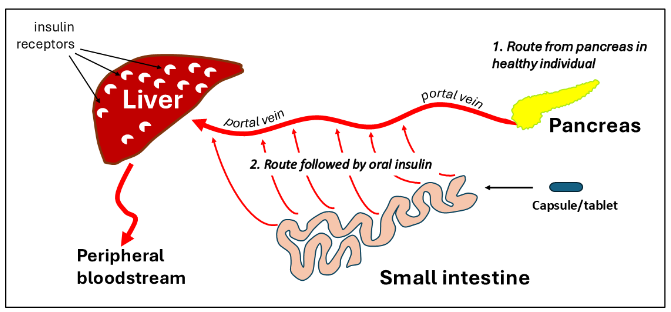 Figure 1: The pancreas and the intestine deliver to the liver via the same route – the portal vein