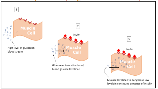 Figure 3: Action of Insulin on Muscle Cells: Potential for Hypoglycaemia