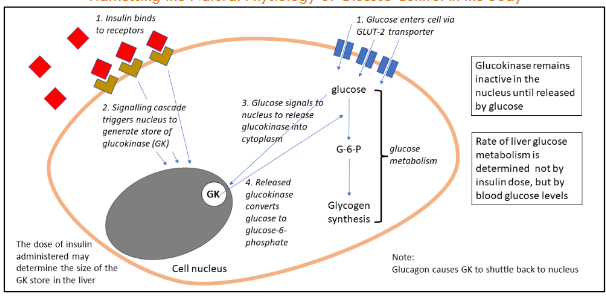 Figure 5: Action of Insulin on Liver Cells: Key Role of Glucokinase