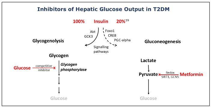 Figure 7: Inhibitors of hepatic glucose output in type 2 diabetes (highlighted in red)