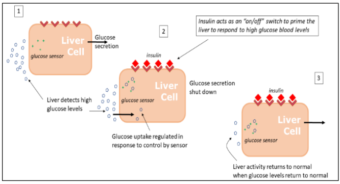 Figure 4: How the Liver Controls Blood Glucose Levels and avoids Hypoglycaemia