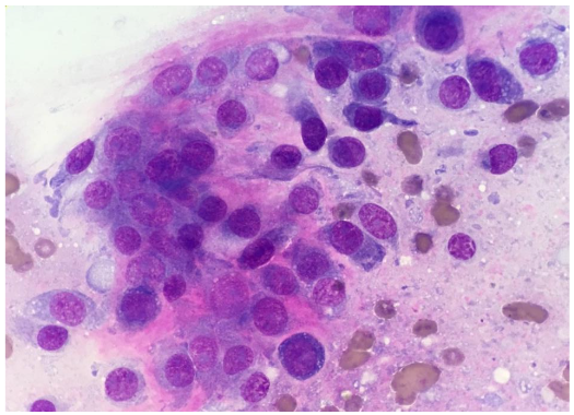 Figure 2: Radiograph of the right hind limb.