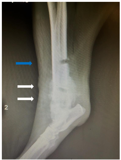 Figure 3: Radiograph of the left hind limb.