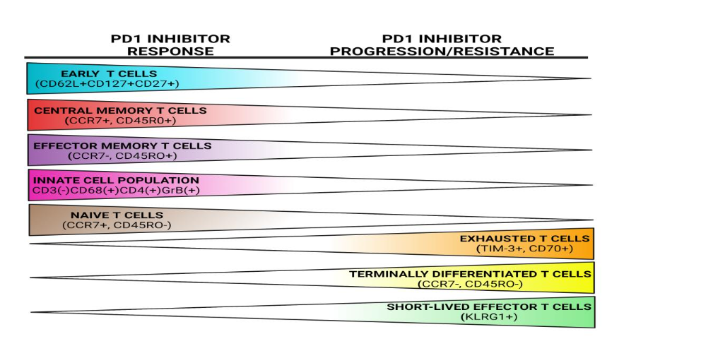 Figure 2: Peripheral blood immune repertoire and correlation with PD-1 response. Patients who respond to PD-1 inhibitors have expansion of early, naïve, central memory and effector memory T cells while patients who progress have higher numbers of terminally differentiated and exhausted T cells.