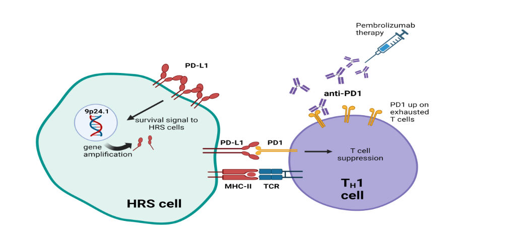 Figure 1: PD-1/PD-L1 axis in cHL. PD-1/PD-L1 axis will drive TH1 cell suppression as well as send retrograde growth and survival signals to HRS cells. Abbreviations: TH1; T-helper 1 polarized T cells, TCR; T cell receptor, MHC-II; major histocompatibility complex class II, HRS; Hodgkin Reed Sternberg cells.