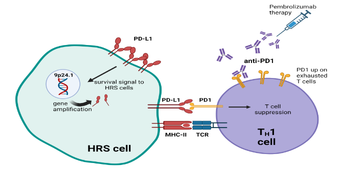 Figure 1: PD-1/PD-L1 axis in cHL. PD-1/PD-L1 axis will drive TH1 cell suppression as well as send retrograde growth and survival signals to HRS cells. Abbreviations: TH1; T-helper 1 polarized T cells, TCR; T cell receptor, MHC-II; major histocompatibility complex class II, HRS; Hodgkin Reed Sternberg cells.