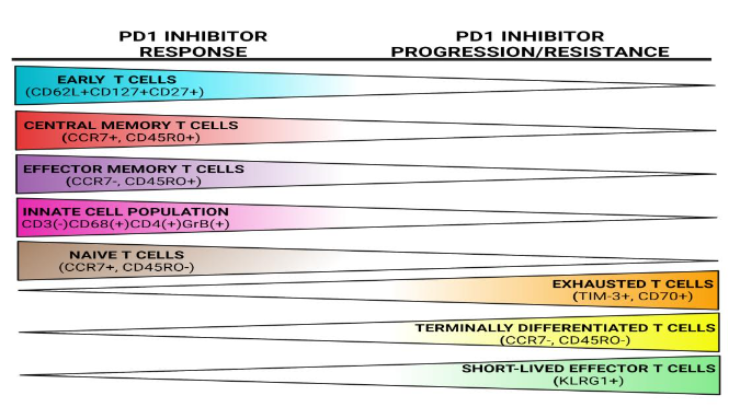 Figure 2: Peripheral blood immune repertoire and correlation with PD-1 response. Patients who respond to PD-1 inhibitors have expansion of early, naïve, central memory and effector memory T cells while patients who progress have higher numbers of terminally differentiated and exhausted T cells.