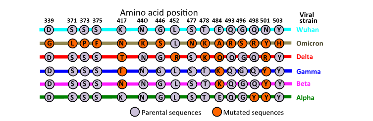 Figure 3. Point mutations in the receptor binding domain of spike protein in coronavirus variants.