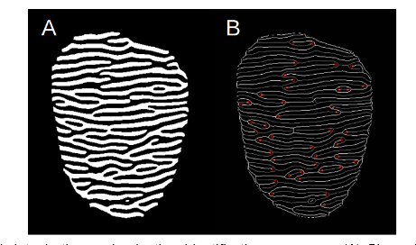 Example of the skeletonization and minutiae identification processes. (A) Binary image with filtered HSBs. (B) Skeletonization of A with terminations highlighted (red). The white lines represent the white bands, and the gray lines represent the black bands of A. Only terminations are shown.
