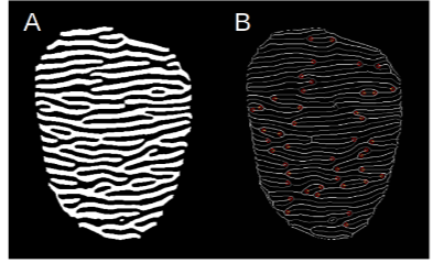 Figure 4. Example of the skeletonization and minutiae identification processes. (A) Binary image with filtered HSBs. (B) Skeletonization of A with terminations highlighted (red). The white lines represent the white bands, and the gray lines represent the black bands of A. Only terminations are shown.