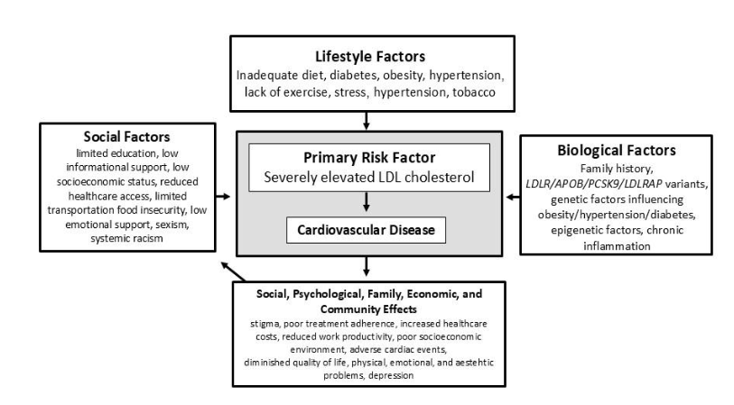 Figure 1. Biological, personal, and social factors influencing HoFH health. The arrows illustrate a simple interaction between these factors. Numerous complex interactions exist, but for simplicity, are not shown. Adapted from Celentano et al. 2019, Tsao et al. (2002), Powell-Wiley et al. (2022), and Brandt et al. (2023).