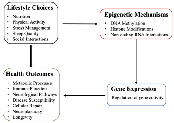 This figure illustrates how lifestyle choices influence epigenetic mechanisms, which in turn affect gene expression and health outcomes.
