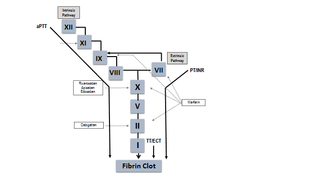 Figure 1. A simplified view of the coagulation cascade illustrating the pathways that are affected by various anticoagulants.