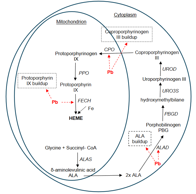 Figure 1: Disruption of heme synthesis by lead. ALAS: δ-aminolevulinic acid synthase, ALA: δ-aminolevulinic acid, PBG: porphobilinogen, ALAD: δ-aminolevulinic acid dehydrogenase, HMB: hydroxymethylbilane, PBGD: porphobilinogen deaminase, URO3S: uroporphyrinogen-III synthase, UROD: uroporphyrinogen decarboxylase, CPO: coproporphyrinogen oxidase, PPO: protoporphyrinogen oxidase, FECH: ferrochelatase. Modified from Wetmur et al.; Wetmur; Warren et al.; Fujiwara and Harigae.