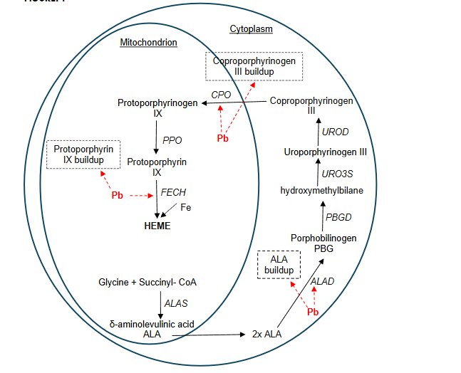 Figure 1: Disruption of heme synthesis by lead. ALAS: δ-aminolevulinic acid synthase, ALA: δ-aminolevulinic acid, PBG: porphobilinogen, ALAD: δ-aminolevulinic acid dehydrogenase, HMB: hydroxymethylbilane, PBGD: porphobilinogen deaminase, URO3S: uroporphyrinogen-III synthase, UROD: uroporphyrinogen decarboxylase, CPO: coproporphyrinogen oxidase, PPO: protoporphyrinogen oxidase, FECH: ferrochelatase. Modified from Wetmur et al.;62 Wetmur;63 Warren et al.;57 Fujiwara and Harigae.66