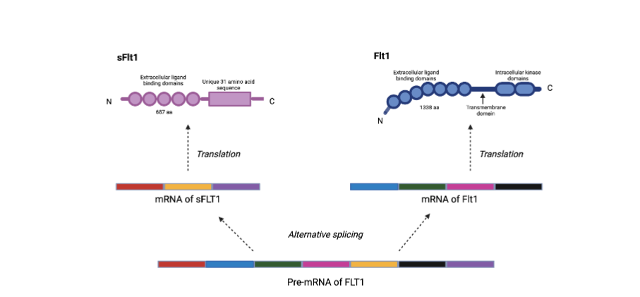 Figure 2: Alternative splicing of sFlt-1 producing the soluble fms-like tyrosine kinase (sFlt-1).