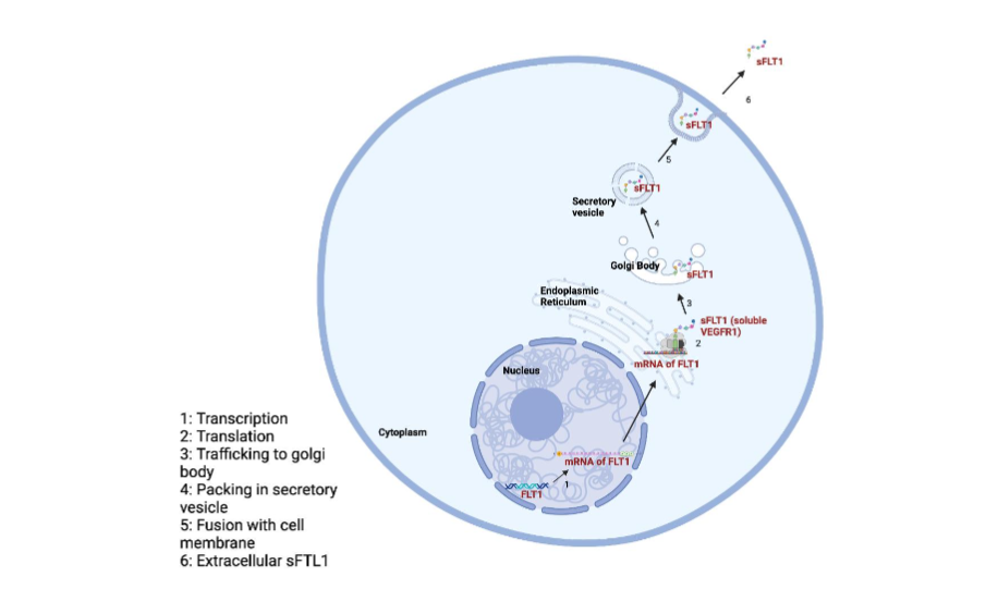 Figure 3: Cellular trafficking of sFlt-1.
