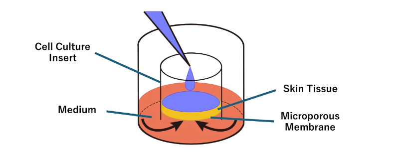 Fig. 1 Structure of the 3D skin model and culture chamber system. Schematic illustration of the multilayered structure of a reconstructed 3D skin model.