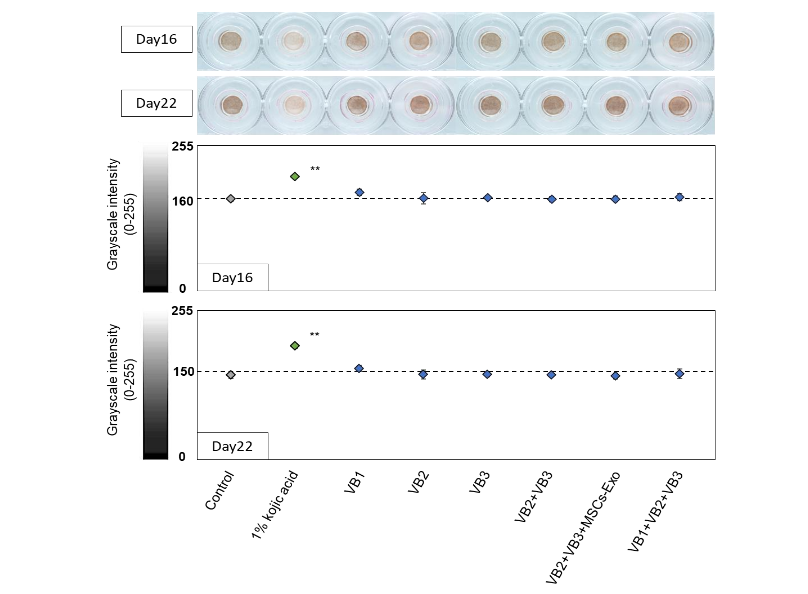 Fig. 2 Evaluation of pigmentation in 3D skin model. Representative images of 3D skin model plates at 16 and 22 days of culture. Grayscale conversion (0-255) was applied to the images, and pigmentation intensity was quantified based on grayscale values. Data are expressed as mean ± SD (n = 3). The statistical significance is indicated as **p <0.01 vs. control.