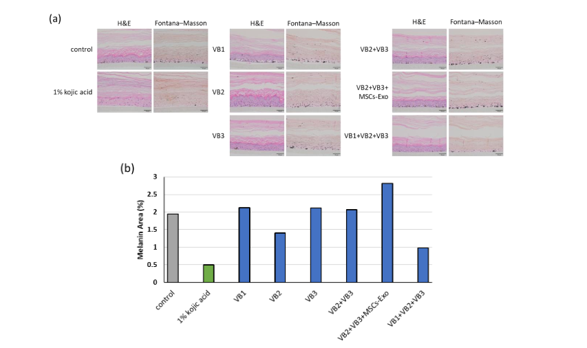 Fig. 3 Histological staining of the 3D skin model and quantitative analysis of melanin content. (a) H&E and FM stains of the skin tissue sections obtained on day 22. (b) Image analysis of melanin-positive regions visualized using FM staining.
