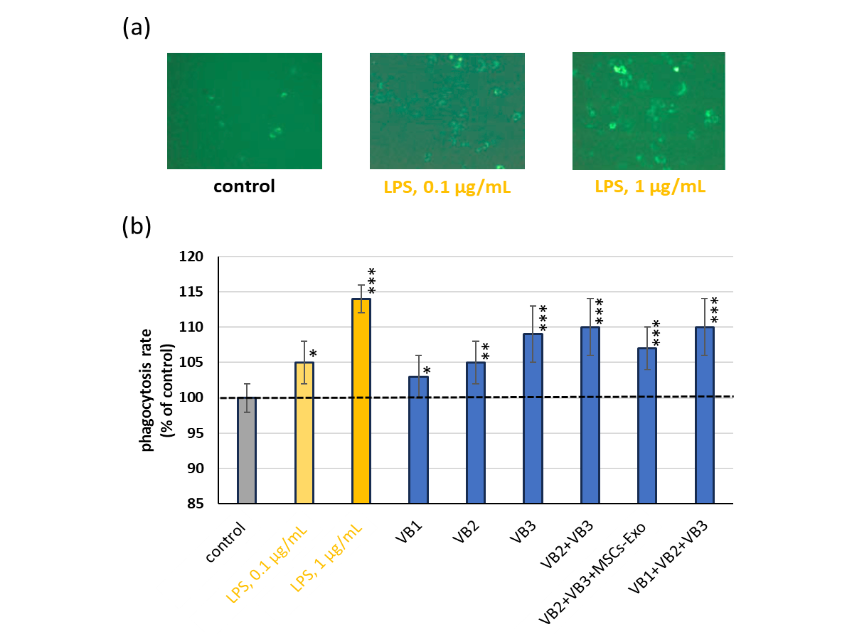 Fig. 8 Evaluation of phagocytic activity in macrophages using latex beads. (a) Representative fluorescence images of macrophages after stimulation with or without LPS (0.1 and 1 µg/mL). (b) Quantitative analysis of phagocytic activity based on the fluorescence intensity after incubation with latex beads. *p <0.05, **p <0.01, ***p <0.001 vs. control.