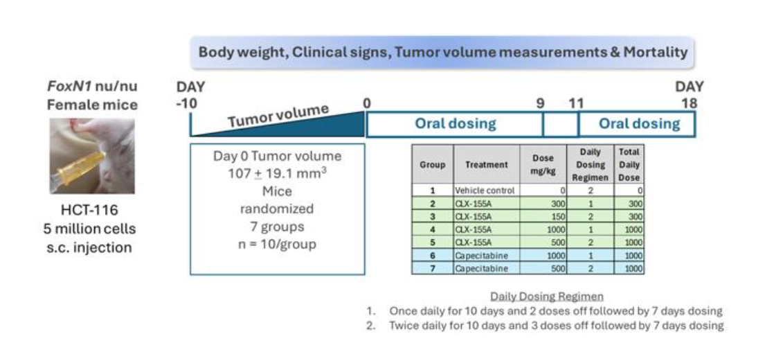 Figure 2. Study Schema for HCT-116 Human Colon Cancer.