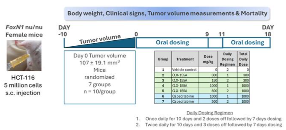 Study Schema for HCT-116 Human Colon Cancer