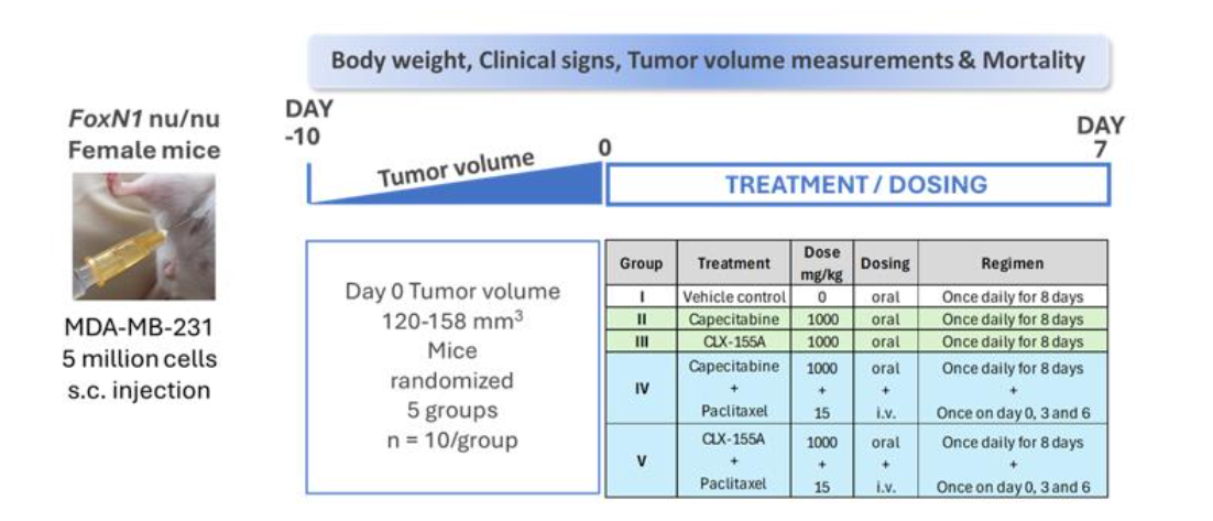 Figure 2: Study Schema for the MDA-MB-231 Triple Negative Breast Cancer Xenograft Model.