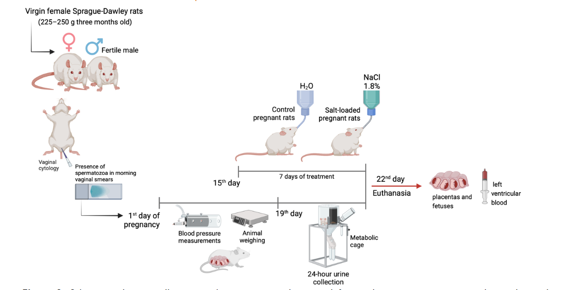 Figure 1. Schematic diagram illustrating the experimental protocol for evaluating pregnant rats subjected to saline overload treatment.