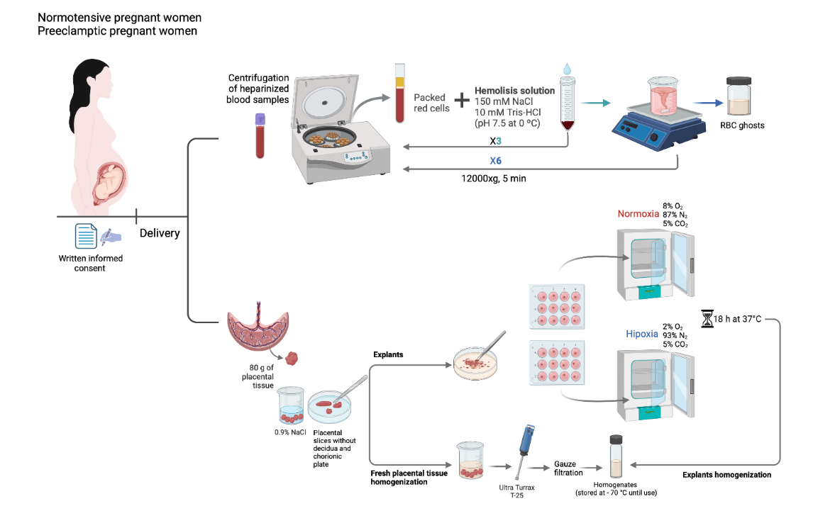 Figure 2. Schematic diagram depicting the experimental protocol for placental explants and red blood cell ghosts obtained from both normotensive and preeclamptic women.