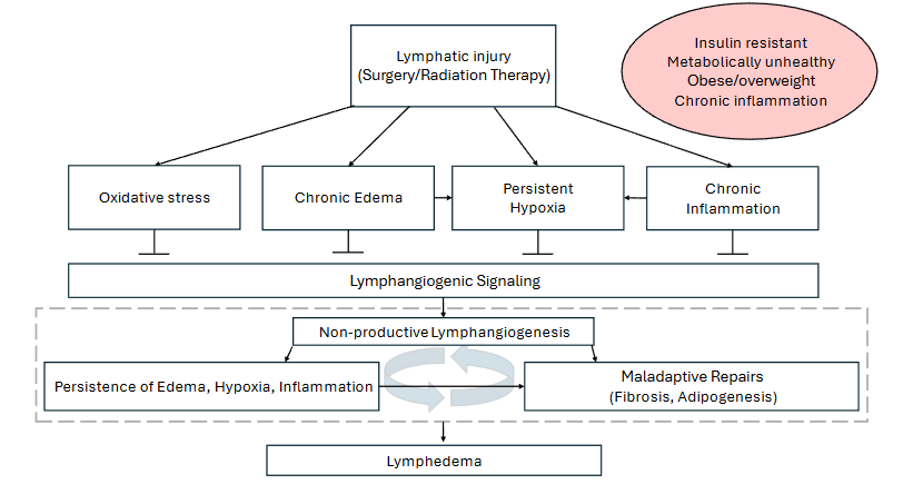 Figure 2. Lymphatic damage in the presence of metabolic dysfunction triggers chronic inflammation, persistent hypoxia, and oxidative stress that suppresses lymphangiogenesis.